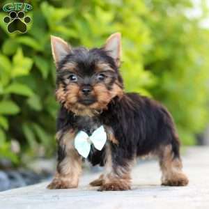 Mitchell, Yorkie Puppy